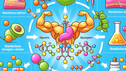 Effet de la stenbolone sur la synthèse du glycogène